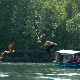 MANGROVE TOUR (15 PAX - 2 HOURS)