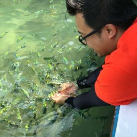 MANGROVE TOUR (15 PAX - 2 HOURS)