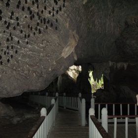 MANGROVE TOUR (15 PAX - 2 HOURS)